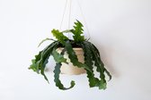 Ikhebeencactus | Echeveria Lilacina cv. Thriller Pearl | Bijzondere vetplant | Set van 2 stuks | 12 cm pot