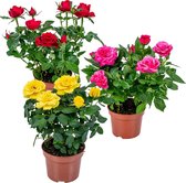 Potroos Mix - Rosa - Set van 3 - Kamerplant - Onderhoudsvriendelijke plant voor binnen - ⌀12 cm - 20-30cm