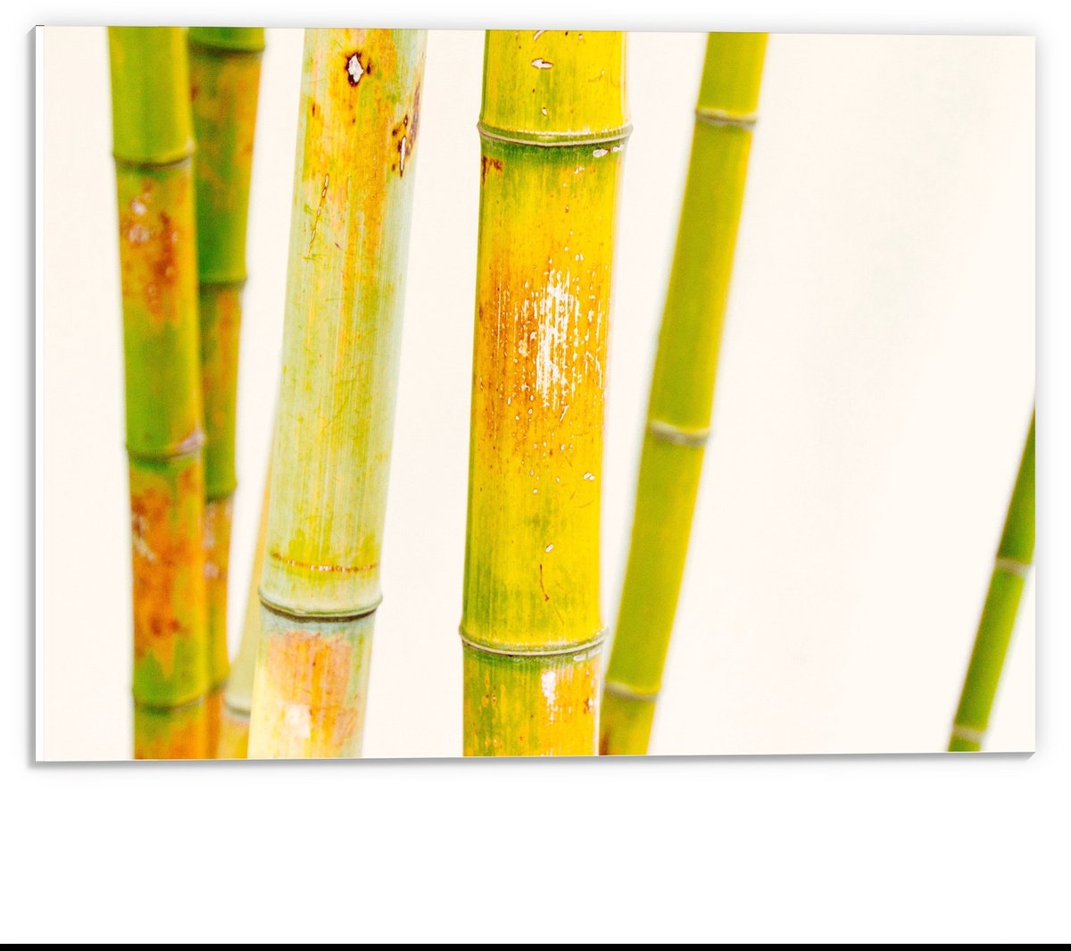 KuijsFotoprint Forex - Groene Bamboe Stokken - 40x30cm Foto op Forex