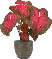 XL Caladium Red Flash met pot Emmy Brown ↕70cm - Kamerplant