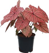 XL Caladium Spring Fling zonder pot ↕70cm - Kamerplant