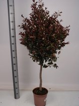 Kamerplant van Botanicly – Eugenia myrtifolia – Hoogte: 140 cm