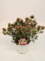 Bloem van Botanicly – Chamelaucium uncinatum Moonlight Delight – Hoogte: 30 cm