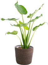 Kamerplant van Botanicly – Olifantsoor in grijs mand pot als set – Hoogte: 80 cm – Alocasia Cucullata