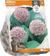 Plantenwinkel Allium Karatviense bloembollen per 3 stuks