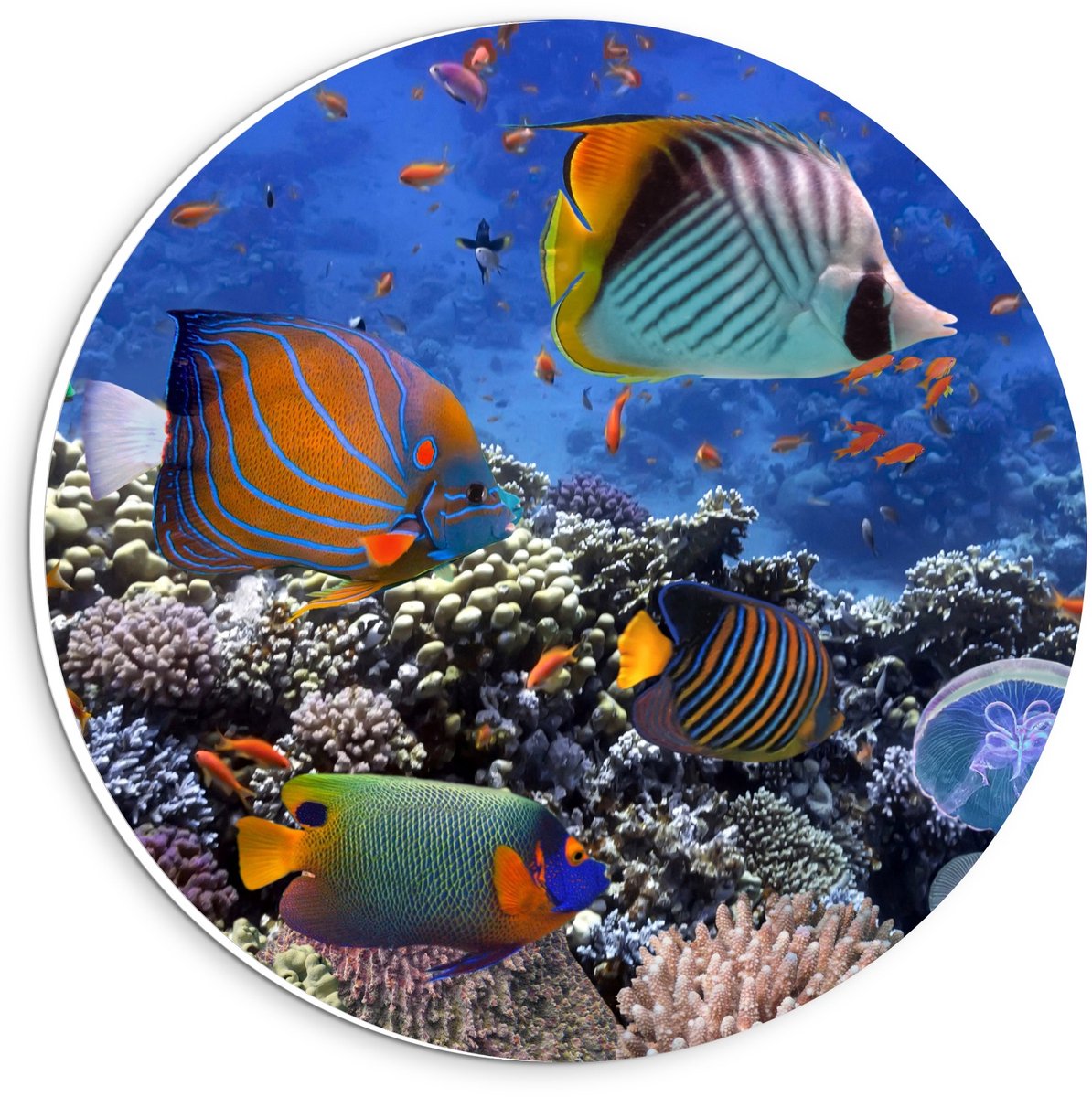 Forex Wandcirkel - Tropische Vissen in Aquarium - 20x20cm Foto op Wandcirkel (met ophangsysteem)
