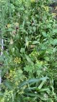 Veldbloemen zaad - Groene tinten 100 gram - 50 m2 - bijen - vlinders - biodiversiteit - insecten Ierse bellen - Dille - groene zinnia