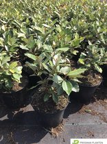 5x Elaeagnus ebbingei ´Compacta´ olijfwilg - haag 125-150cm