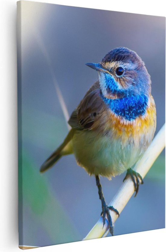 Artaza Canvas Schilderij Kleurrijke Blauwborst Vogel Op Een Tak - 40x50 - Foto Op Canvas - Canvas Print