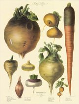 Vintage groenteposter - Vilmorin-Andrieux & Cie. - 1852