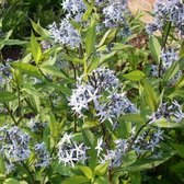 6x Amsonia tabernaemontana - Blauwe ster - Pot 9x9 cm