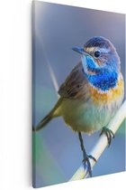 Artaza Canvas Schilderij Kleurrijke Blauwborst Vogel Op Een Tak - 80x120 - Groot - Foto Op Canvas - Canvas Print