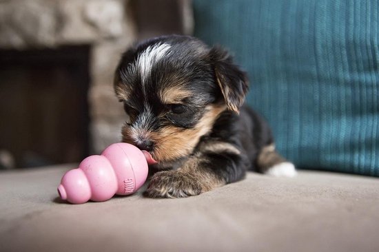 Een kleine Yorkshire Terriër puppy likt aan een roze KONG speeltje.