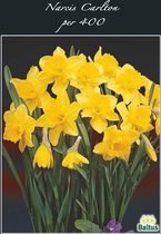 Plantenwinkel Narcissus Carlton bloembollen per 400 stuks