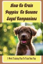How To Train Puppies To Become Loyal Companions: 5-Week Training Plan To Train Your Pup