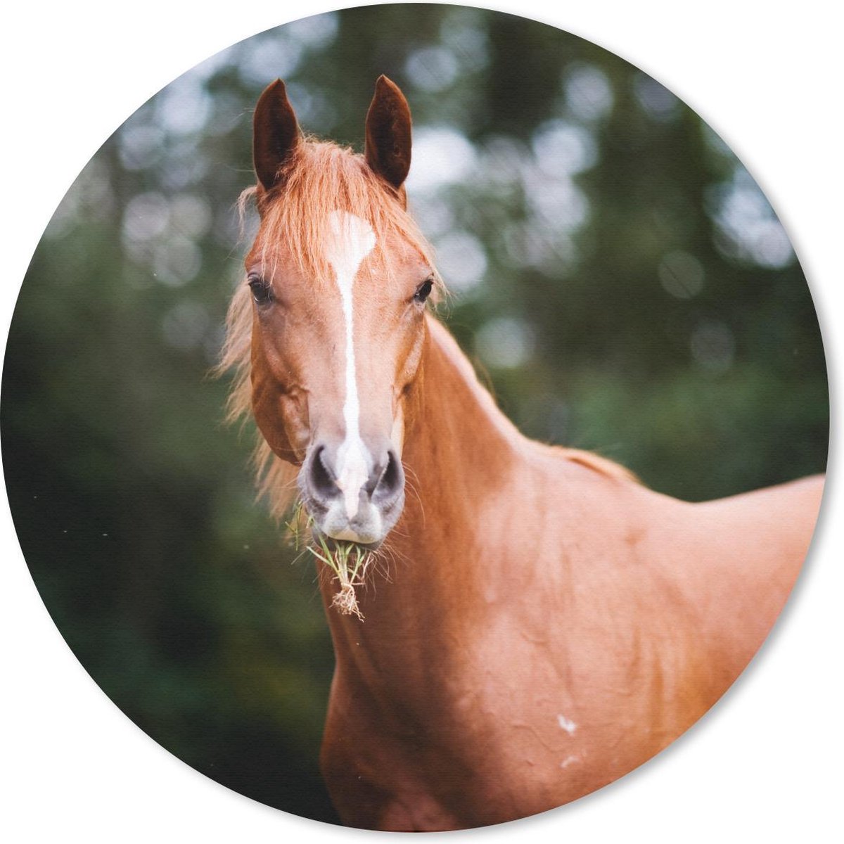 Muismat rond 50x50 cm - Mousepad Paard - Licht - Gras - Ronde muismatten