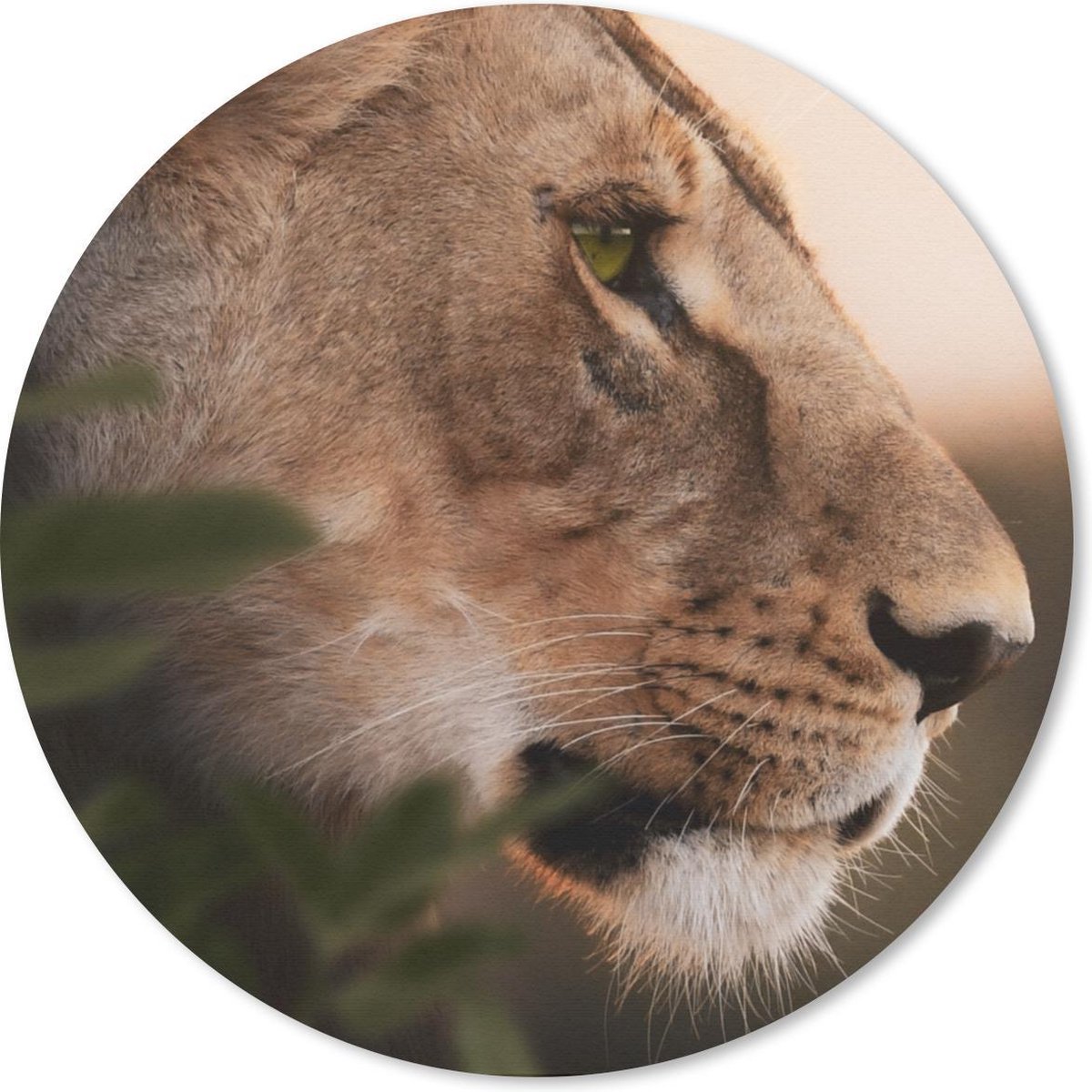 Muismat rond 50x50 cm - Mousepad Leeuw - Wilde dieren - Jungle - Ronde muismatten