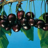 Kersenboom – Fruitboom - laagstam - 'Gr. Schwarze Knorpelkirsch’ - 80 cm hoog - in 5 liter pot