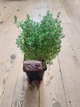 Echte Tijm - kruidenplant in pot 9 cm Thymus v. 'Compactus'
