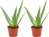 ZynesFlora - Aloë Vera - 2 Stuks - Ø 12 cm - ↕ Hoogte: 40 - 45 cm – Kamerplant – Aloë – Succulent – Vetplant