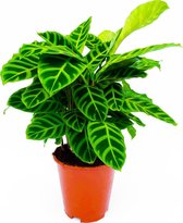 Calathea Zebrina ⌀ 17cm - ↕ ca. 50cm (Trendy, Kamerplant, Urbanjungle)