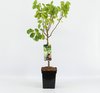 foto van Een boom voor in de tuin - bijv een lage fruitboom zoals deze (of via geefeenboompje.nl)