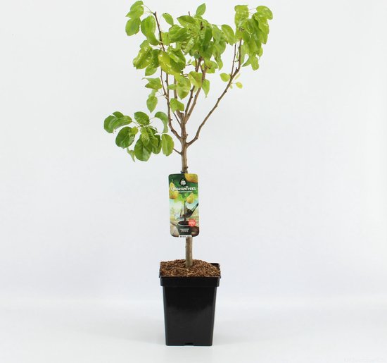 Fruitboom Pyrus communis 'Conference' met groene bladeren in pot, 90-100 cm hoog.