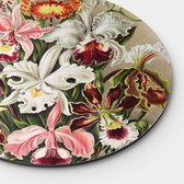 Muurcirkel Orchideae Round - Papier - Meerdere Afmetingen & Prijzen