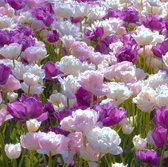 Tulipa May Romance Mix - 25 stuks - Tulpen