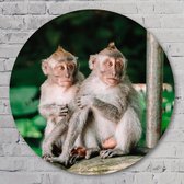 Muurcirkel ⌀ 40 cm - Monkey Business - Kunststof Forex - Dieren - Rond Schilderij - Wandcirkel - Wanddecoratie