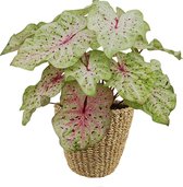 XL Caladium Miss Muffet met mand Jip Naturel ↕ 70cm - Kamerplant