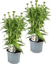 Zonnehoed / Echinacea - wit - vaste plant - Ø17cm