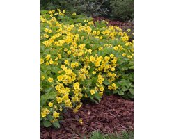 Waldsteinia ternata - Set van 12 - Goudaardbei - Pot P9 - Gele Bloem - Wintergroen
