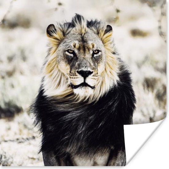 Affiche Animaux sauvages - Lion - Zwart - 100x100 cm XXL