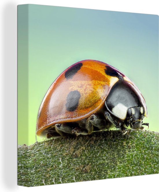 Tableau sur toile Coccinelle - Insectes - Animaux - 90x90 cm - Décoration murale