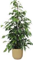 Kamerplant van Botanicly – Treurvijg in beige ELHO plastic pot als set – Hoogte: 105 cm – Ficus benjamina Danielle