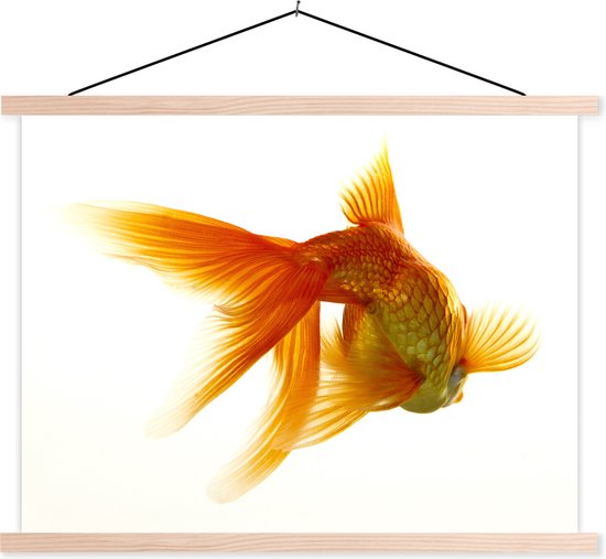 Poisson rouge devant un fond blanc affiche textielposter lattes vierges 150x113 cm