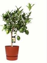 Fruitgewas van Botanicly – Citrus Bergamot in roodbruin ELHO plastic pot als set – Hoogte: 85 cm
