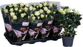 Bloem van Botanicly – Rosa Patio Hit – Hoogte: 36 cm