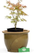 Acer palatum 'Seiryu' Japanse esdoorn, 3 liter pot