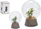 Klot Kristal Steen Plants