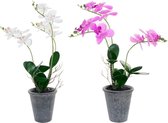 Decoratieve plant DKD Home Decor Wit Grijs Stof Keramiek Lila (2 pcs)