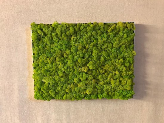 Een Mosschilderij of Moswand gemaakt van IJslands, Plat of Bol mos als wanddecoratie is de perfecte onderhoudsvrije plantenwand voor binnen in een woonkamer.