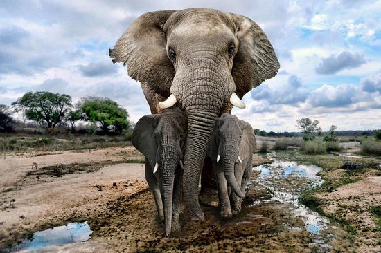 Glasschilderij olifanten - 120x80 cm - in kleur- premium collection