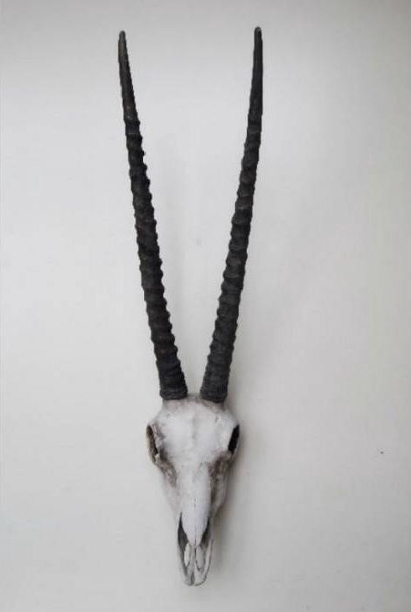 Gemsbok schedel met hoorns - Wit - Hangend