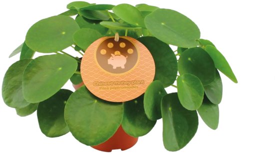 Pilea Peperomioides – Pannenkoekenplant / Chinese Geldplant – Populaire & Makkelijke Kamerplant