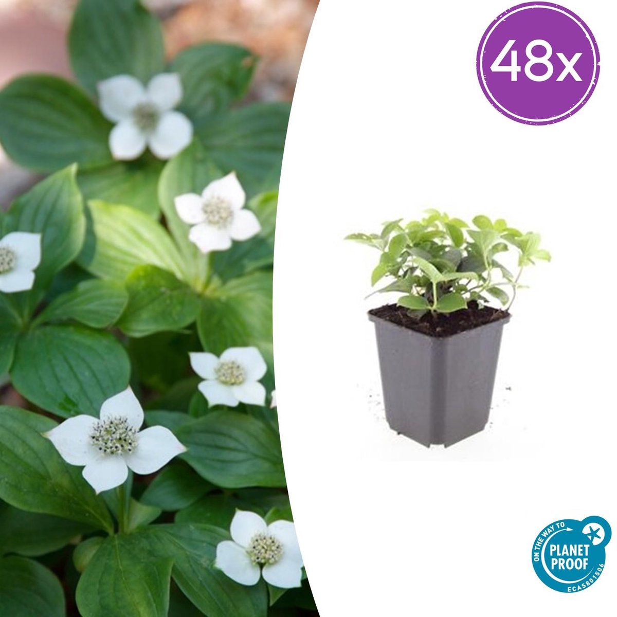 Tuinplantenshop.com | Cornus canadensis | 48 stuks - Ø9cm - 10-25cm hoog - Tuinplant