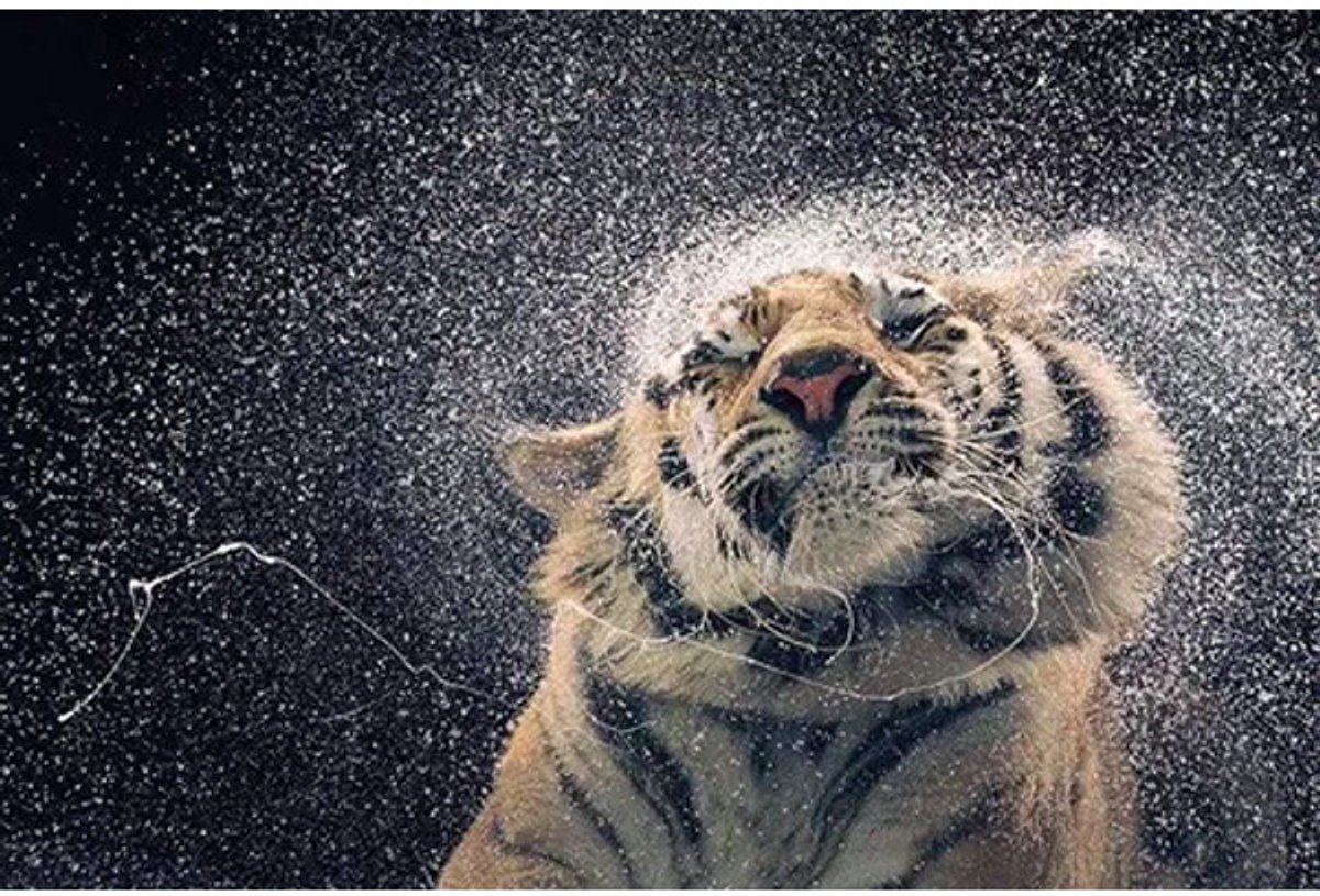 Wet Tiger - Maxi Poster 61 x 91,5cm