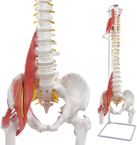 Anatomisch model van de menselijke wervelkolom met heup en spieren, close-up en volledig model op standaard.