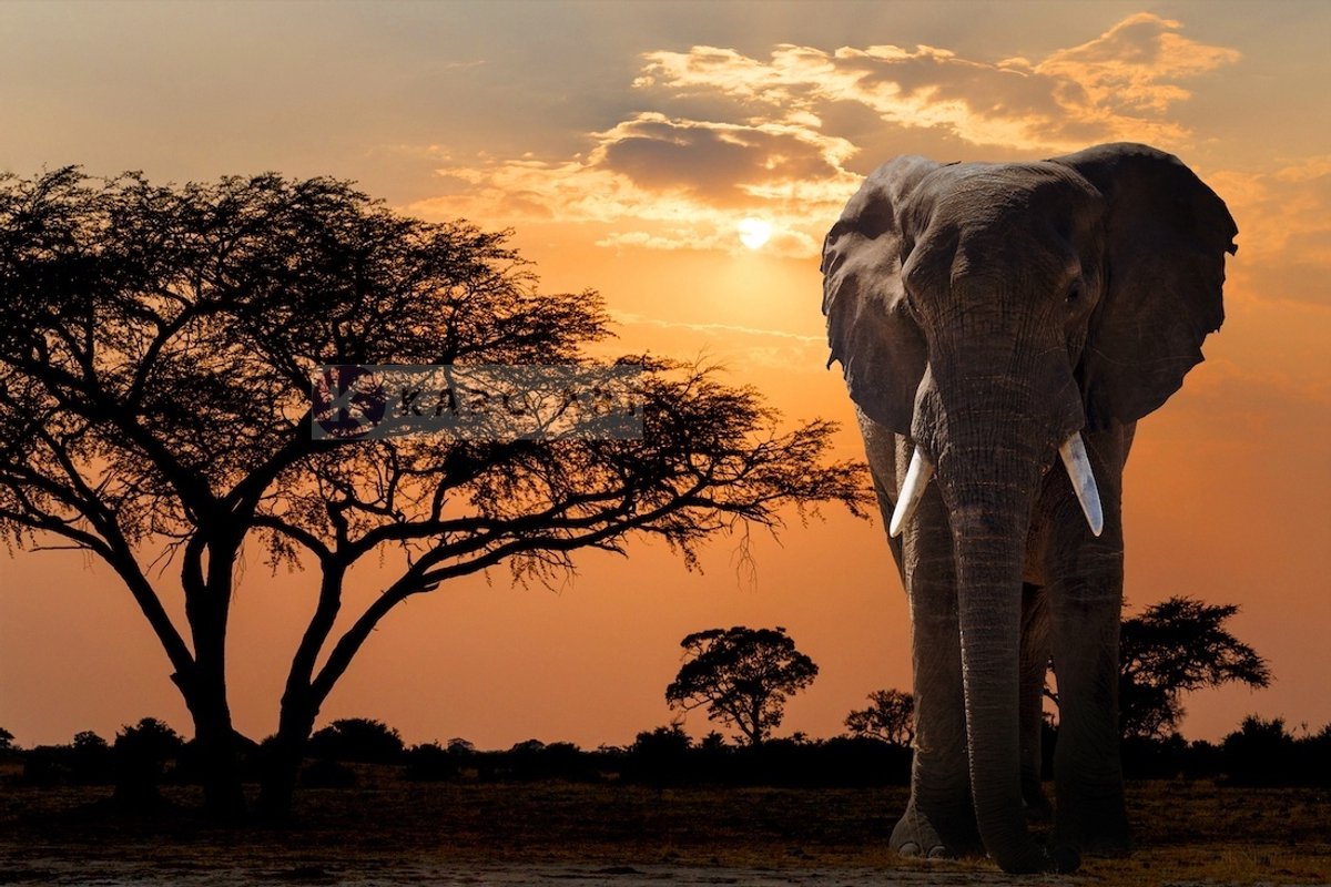 karo-art Schilderij - Olifant bij zonsondergang , Multikleur , 2 maten , Wanddecoratie